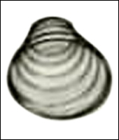 Coinco Acceptor Spring Silver - Lot of 5